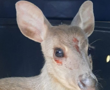 Veado-catingueira encontrado ferido em Irati é solto pelo IAT após tratamento