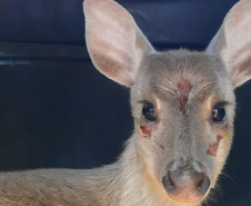 Veado-catingueira encontrado ferido em Irati é solto pelo IAT após tratamento