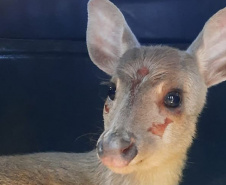 Veado-catingueira encontrado ferido em Irati é solto pelo IAT após tratamento