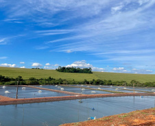 Adapar inicia projeto de biosseguridade na produção de tilápia com instituto norueguês