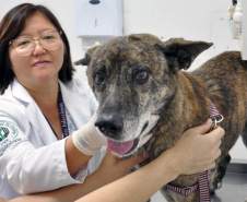 Universidades estaduais oferecem assistência a animais de pequeno e grande porte