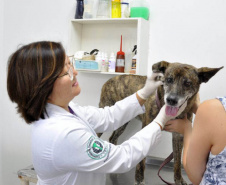 Universidades estaduais oferecem assistência a animais de pequeno e grande porte