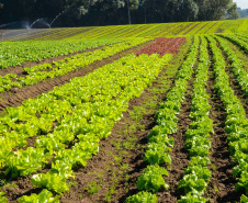Universidades estaduais auxiliam agricultores familiares na certificação orgânica