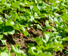 Universidades estaduais auxiliam agricultores familiares na certificação orgânica