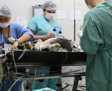 Universidades estaduais oferecem assistência a animais de pequeno e grande porte