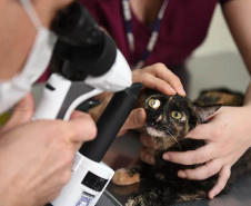 Universidades estaduais oferecem assistência a animais de pequeno e grande porte
