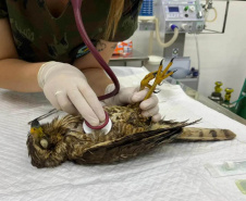 Universidades estaduais oferecem assistência a animais de pequeno e grande porte