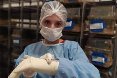 Pesquisa da UEM analisa novos tratamentos para toxoplasmose
