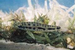 Pesquisadores da UEL investigam duas novas espécies de peixes fluviais