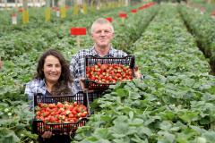 Com foco no aumento da produtividade, Paraná lança Rede Morangos do Brasil