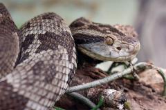 Estudo da UEL relaciona fatores ambientais de risco e acidentes com serpentes no Paraná