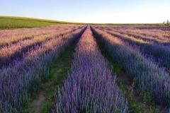 Turismo rural: governador sanciona lei que cria a Rota da Lavanda no Paraná