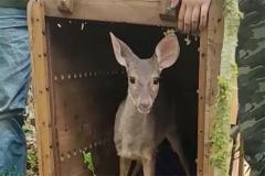 Veado, cachorro-do-mato e pássaros trinca-ferro retornam à natureza com suporte do IAT