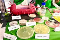 Vírus, bactérias e fungos: UEL leva novos experimentos para a 75ª Reunião da SBPC