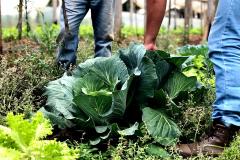 Com foco na produção orgânica, Estado lança aplicativo para auxiliar agricultores