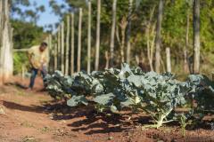 Projeto de extensão da UEM promove cultivo de alimentos para pessoas em recuperação