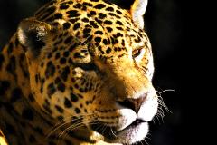 Com 108 novos animais, governo atualiza Lista de Espécies da Fauna Ameaçada