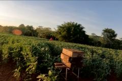 Com apoio do IDR-PR, abelhas produzem mel e aumentam produção de grãos no Noroeste