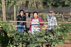 Horta comunitária sob linhas de alta tensão da Copel em Maringá recebe comitiva peruana