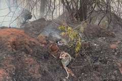 IAT fecha 2024 com 3.735 atendimentos à fauna silvestre no Paraná