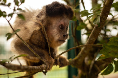  IAT e UEL firmam parceria pela conservação dos macacos-prego