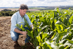 Paraná oferece programa pioneiro para validação de inventários de carbono