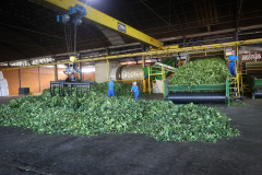 Arranjo de pesquisa sobre erva-mate vai impulsionar inovações na cadeia produtiva