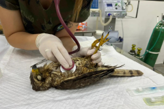 Unicentro lidera atendimento a animais silvestres vítimas do tornado no Paraná