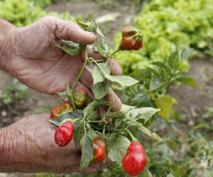 Tomate cereja