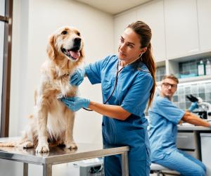 set_site_carrossel_hospitais_veterinarios.jpg
