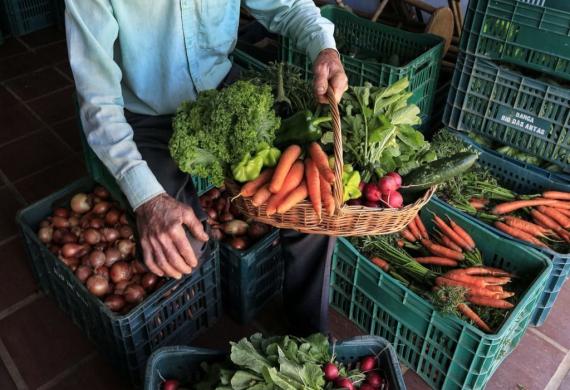 caixas com produtos orgânicos