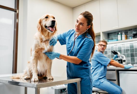 set_site_carrossel_hospitais_veterinarios.jpg