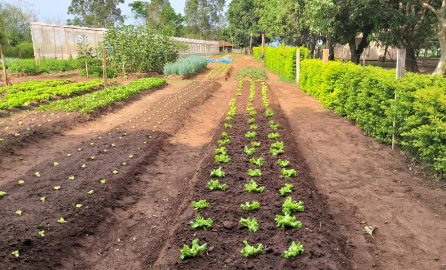 Projeto de Capacitação em Horticultura da UEM
