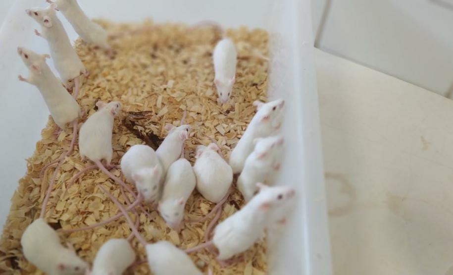 Pesquisa da UEM analisa novos tratamentos para toxoplasmose