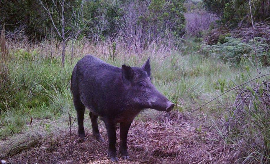 Projetos analisam zoonoses relacionadas a javalis em parques estaduais