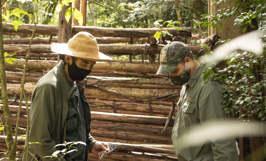 Projetos analisam zoonoses relacionadas a javalis em parques estaduais