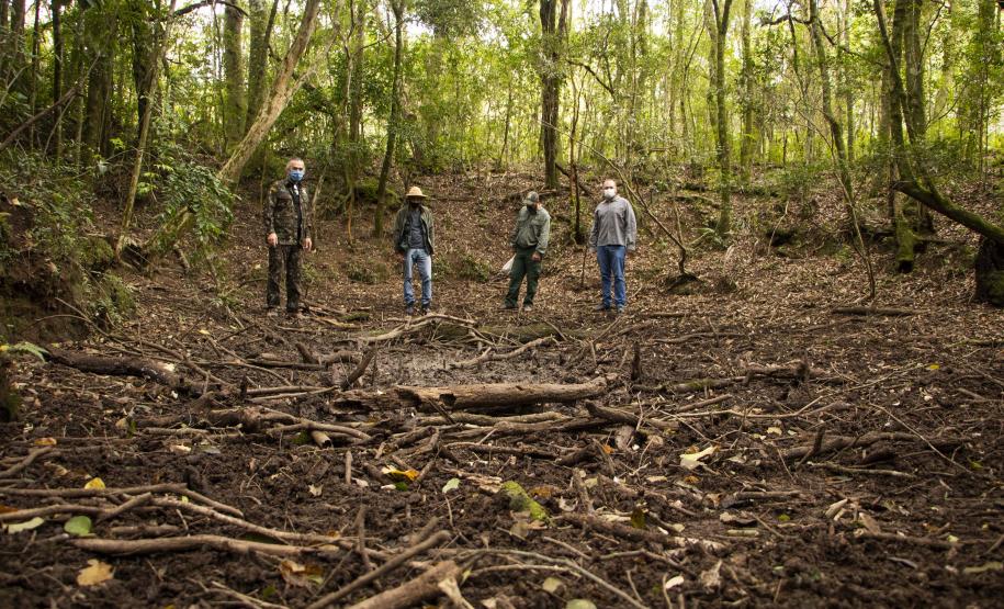 Projetos analisam zoonoses relacionadas a javalis em parques estaduais