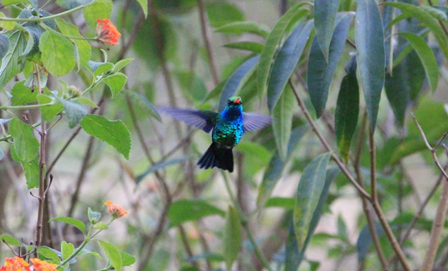 Alunos da UENP catalogam aves em Bandeirantes para incentivar a preservação