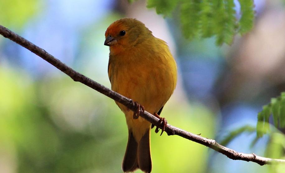 Alunos da UENP catalogam aves em Bandeirantes para incentivar a preservação