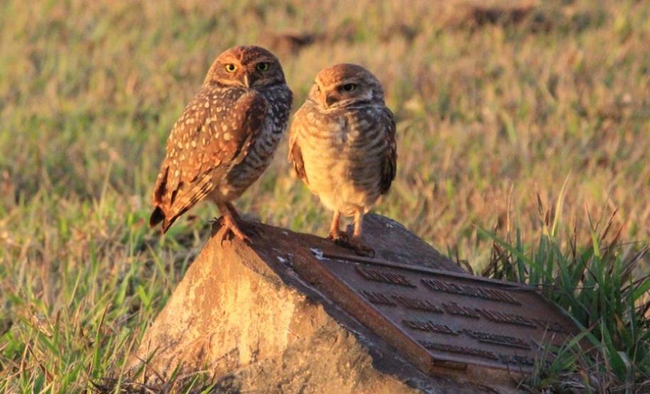 Alunos da UENP catalogam aves em Bandeirantes para incentivar a preservação