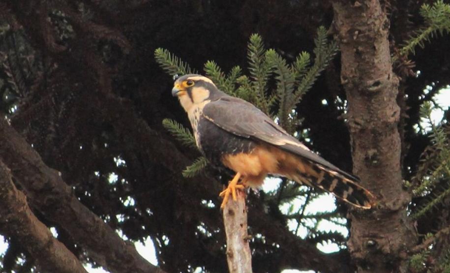Alunos da UENP catalogam aves em Bandeirantes para incentivar a preservação