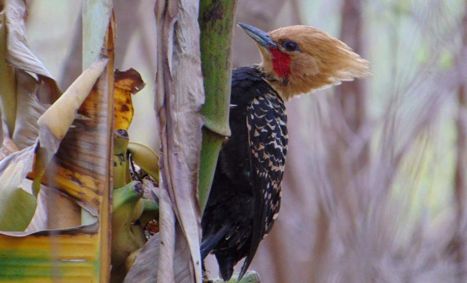 Alunos da UENP catalogam aves em Bandeirantes para incentivar a preservação