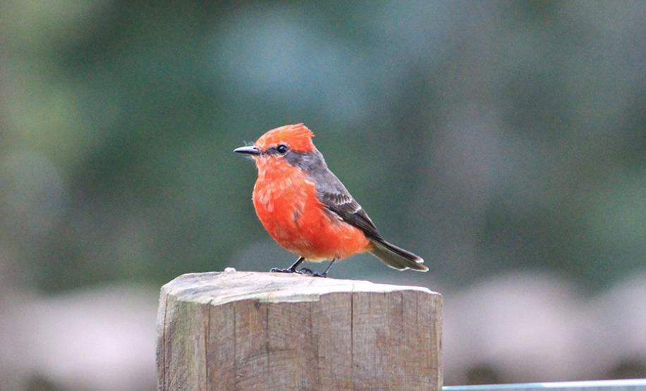 Alunos da UENP catalogam aves em Bandeirantes para incentivar a preservação