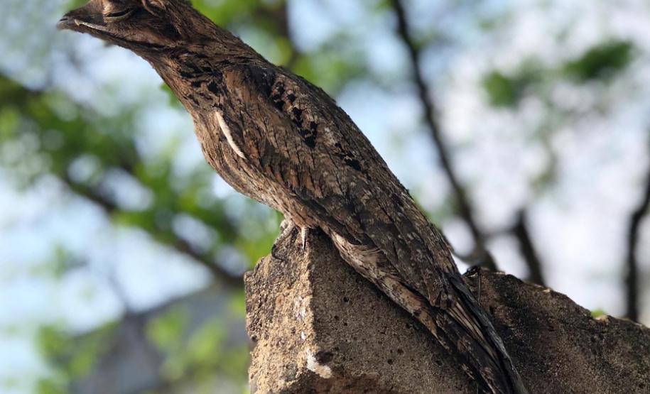 Alunos da UENP catalogam aves em Bandeirantes para incentivar a preservação