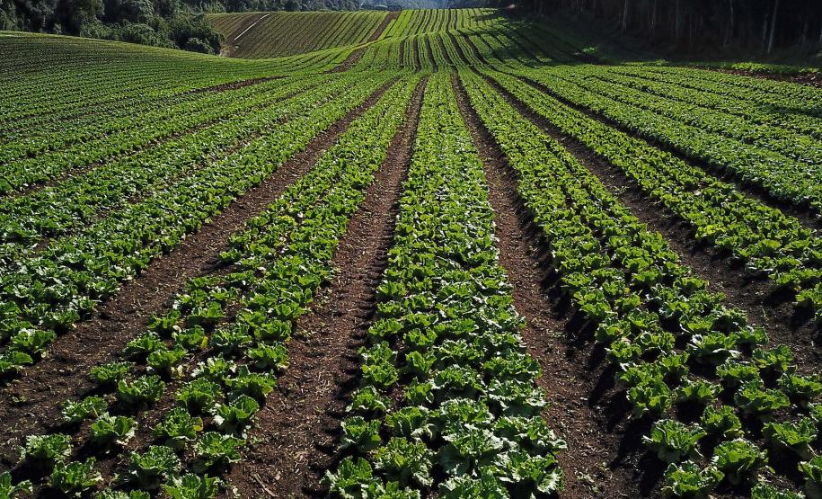 Paraná Mais Orgânico