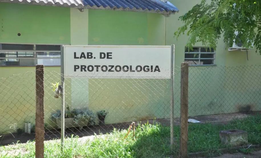 Pesquisadores da UEL desenvolvem primeira vacina contra toxoplasmose suína