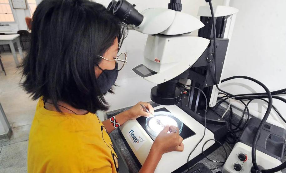 Pesquisadores da UEL investigam duas novas espécies de peixes fluviais