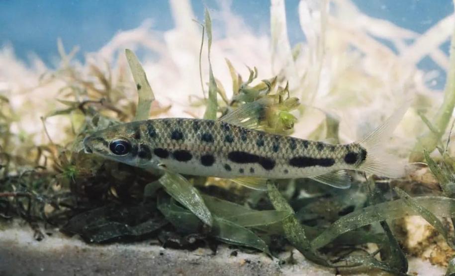 Pesquisadores da UEL investigam duas novas espécies de peixes fluviais