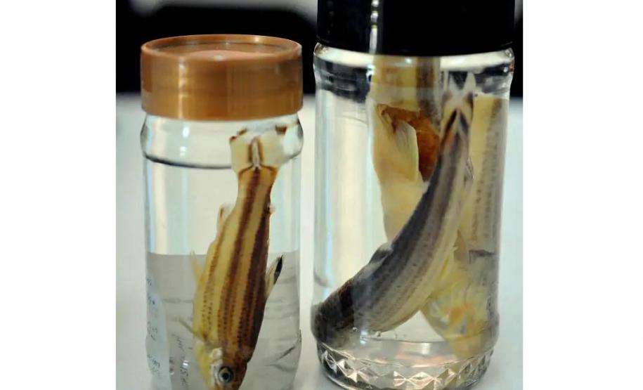 Pesquisadores da UEL investigam duas novas espécies de peixes fluviais