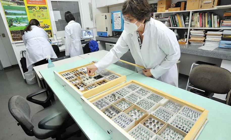 Pesquisadores da UEL monitoram populações e espécies de abelhas na Mata dos Godoy e cafezais